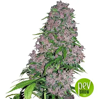 Purple Bud White Label Sensi Seeds