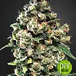 Jack Herer - Green House Seeds