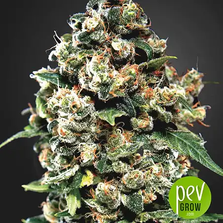 Jack Herer - Green House Seeds