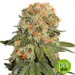 Orange Bud - Dutch Passion