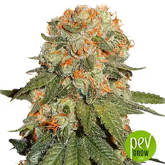 Orange Bud - Dutch Passion