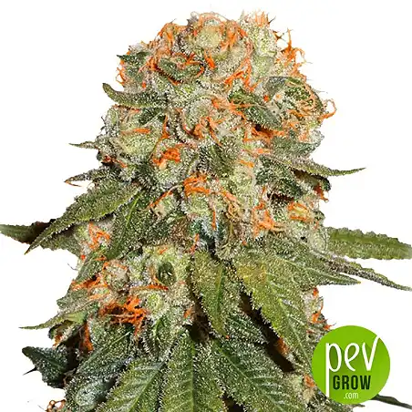 Orange Bud - Dutch Passion