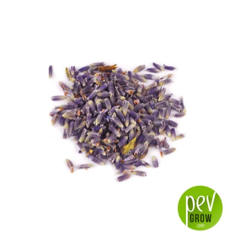 Lavande (Lavandula Angustifolia)