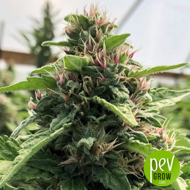 Papaya x THC Bomb - Purple City Genetics