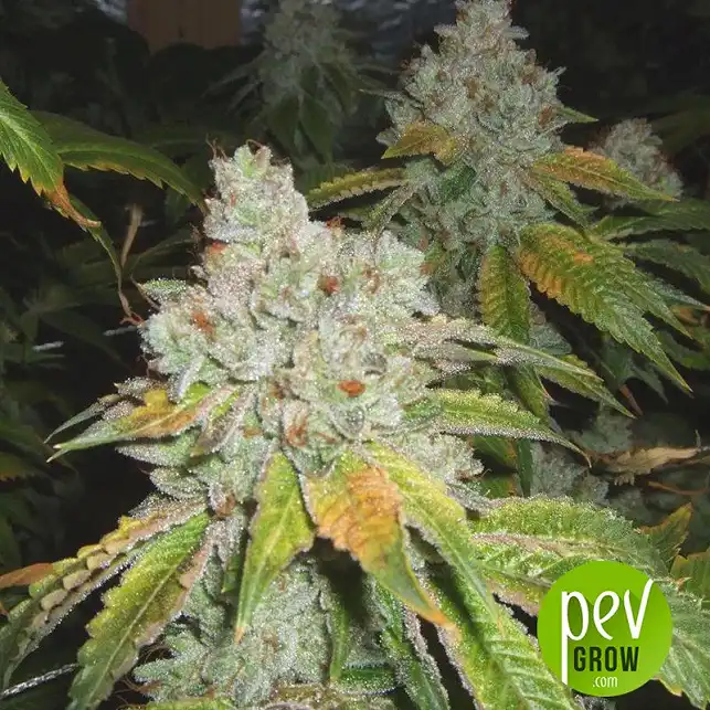 East Bay OG x Purple Punch - Purple City Genetics East Bay OG x Purple Punch - Purple City Genetics