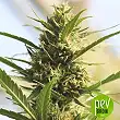 Cannaboom CBD + - Original Sensible Seeds