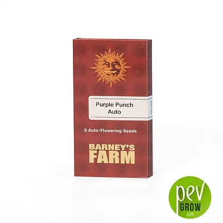 Purple Punch Auto - Barney's Farm package
