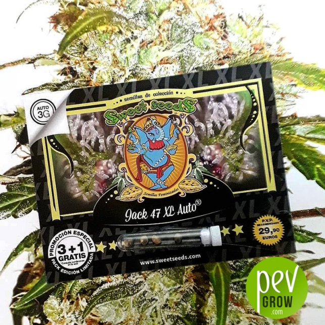 Jack 47 XL Auto Sweet Seeds Un classique intemporel