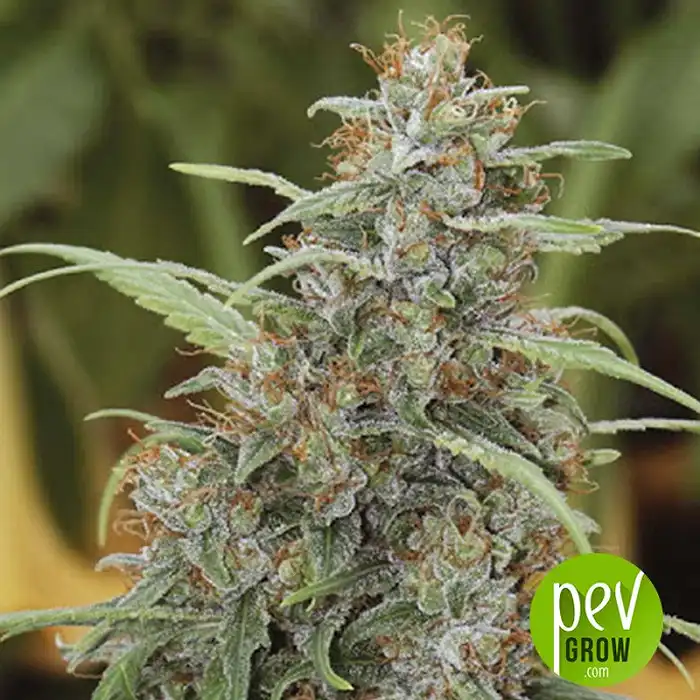 Fast N'Glorious - Mandala Seeds