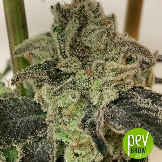 Z3 X Watermelon Zkittlez - Purple City Genetics