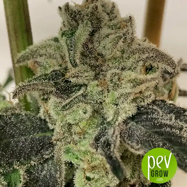 Gelato 33 X Watermelon Zkittlez de Purple City