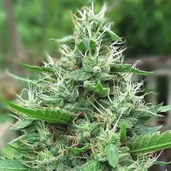 Delahaze - Paradise Seeds