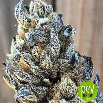 GMO X Strawnana