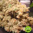 Dutch Dragon - Paradise Seeds Dutch Dragon - Paradise Seeds