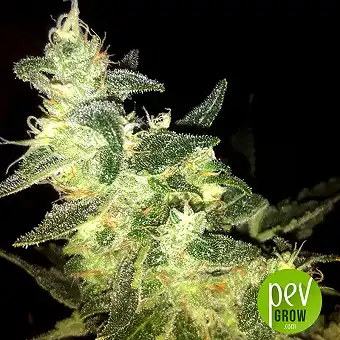 Jacky White - Paradise Seeds