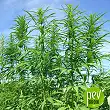 Férimon 12 hemp Férimon 12 hemp