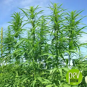Férimon 12 hemp