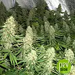 Auto Power Plant - Dutch Passion