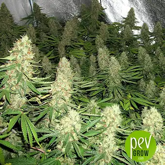 Auto Power Plant - Dutch Passion