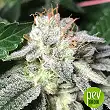 Original Glue - Nirvana Seeds
