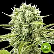 Cannafuel CBD+ - Original Sensible Seeds Cannafuel CBD+ - Original Sensible Seeds