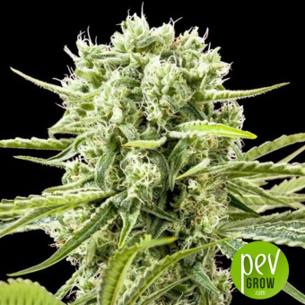 Cannafuel CBD+