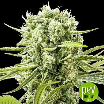 Cannafuel CBD+ - Original Sensible Seeds