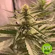 Critical X Somango - Spain Bulk Seeds