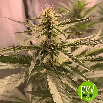 Critical X Somango - Spain Bulk Seeds