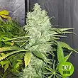 Auto California Kush - 00 Seeds