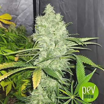 Auto California Kush - 00 Seeds