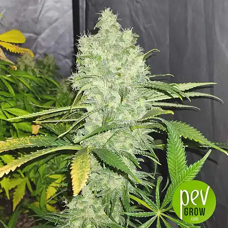 Auto California Kush - 00 Seeds