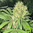 Early Skunk - Sensi Seeds