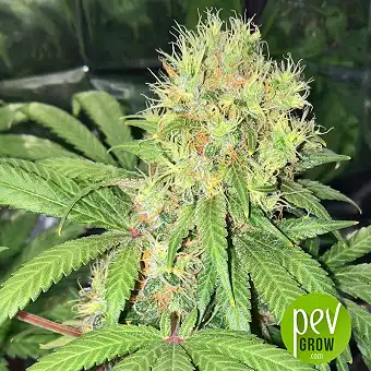 Early Skunk - Sensi Seeds