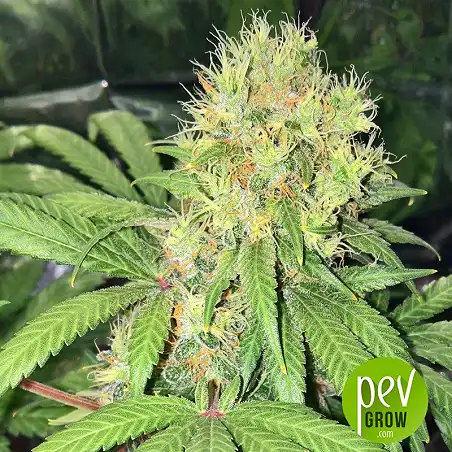Early Skunk - Sensi Seeds