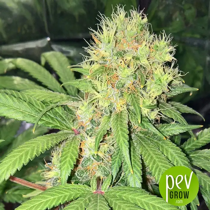 Early Skunk - Sensi Seeds