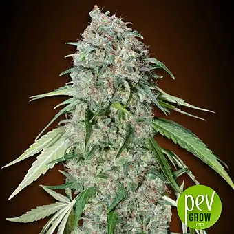 Chocolate Skunk CBD - 00 seeds