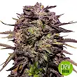 Purple Russian Express - Kalashnikov Seeds