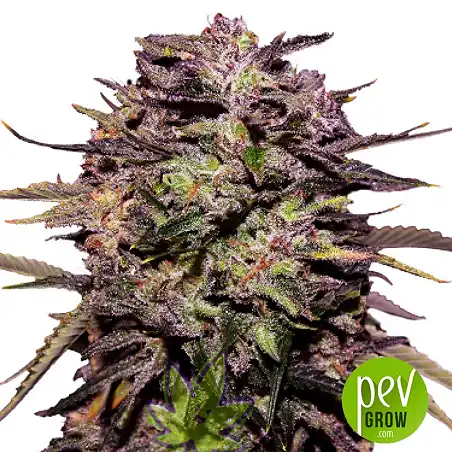 Purple Russian Express - Kalashnikov Seeds
