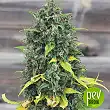 Hulkberry Royal Queen Seeds