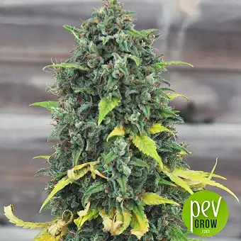 Hulkberry Royal Queen Seeds