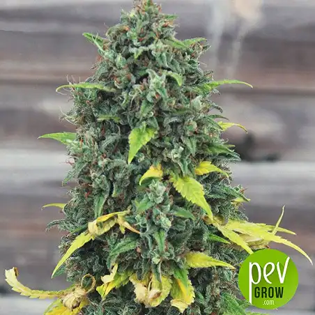 Hulkberry Royal Queen Seeds