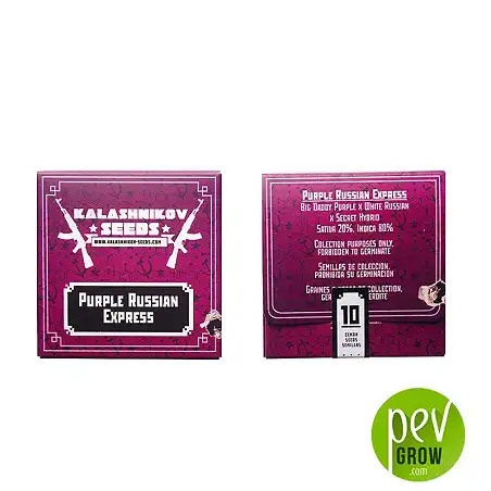 Purple Russian Express - Kalashnikov Seeds