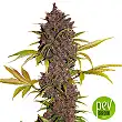 LSD 25 - FastBuds
