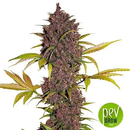 LSD 25 - FastBuds