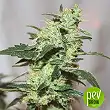 Monster Profit - Heavyweight Seeds
