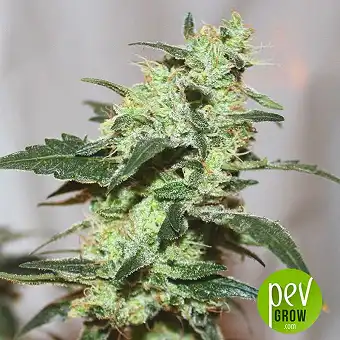 Monster Profit - Heavyweight Seeds