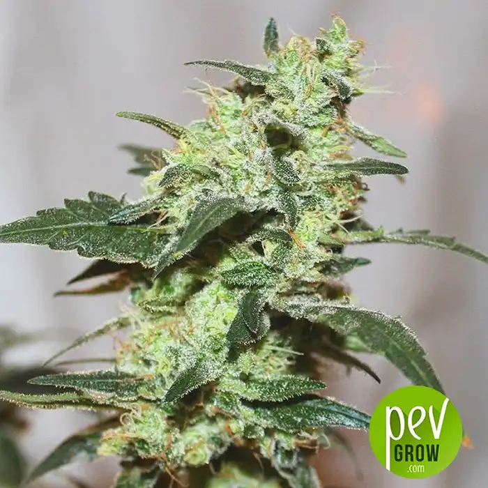 Monster Profit - Heavyweight Seeds