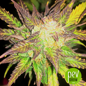 Northern Light x Big Bud Auto - World of Seeds
