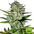 Super Skunk Auto - Sensi Seeds